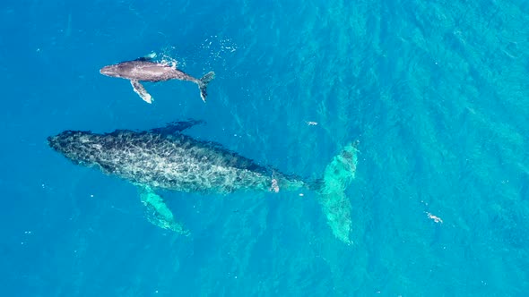 Top down view of a whale and its calf swimming in the Pacific