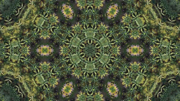 Fractal view kaleidoscopic palm tree.