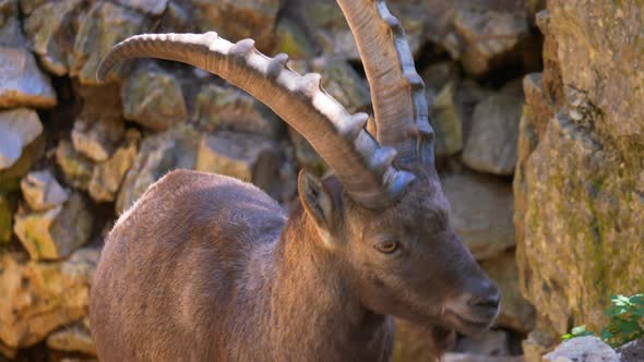 Beautiful Capra Ibex with horns and beard hiking in mountains.Slow motion track shot.