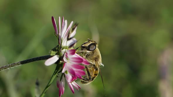 A Bee Gathered a Honey