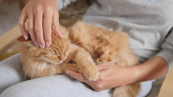 Woman Is Stroking Cute Ginger Cat on Her Knees