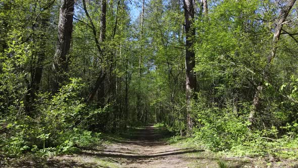 Green Forest During the Day Aerial View