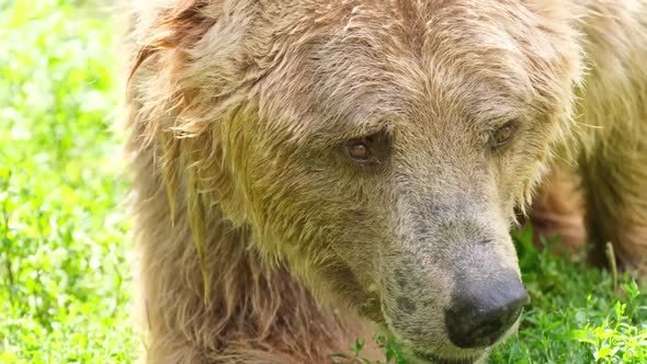 Close Up of a Big Brown Bear in a Natural Green Forest