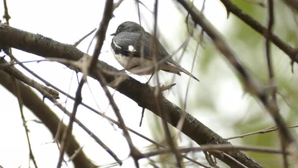 Small black bird with white stomach sitting still in a tree