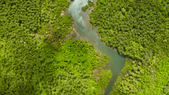 Aerial View of Mangrove Forest and River