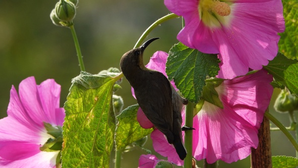 Jumping Hummingbird.Mov