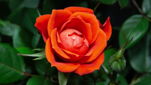 Time Lapse of Coral Rose Growing Blossom And Wilting Flower on Green Leaves Background