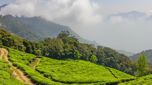 Mountain Tea Plantation in Munnar, India