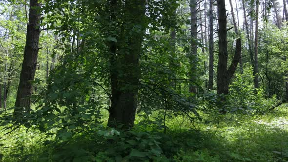 Beautiful Green Forest on a Summer Day Slow Motion