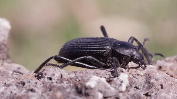 Macro shot of black ground beetle on dirt