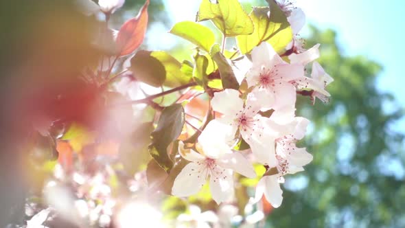 Apple Tree Flowers