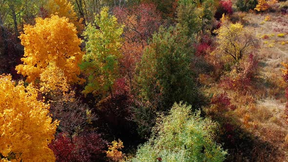 Top View of Beautiful Forest with Colorful Trees of Yellow Light Green Burgundy Color. Aerial Shot