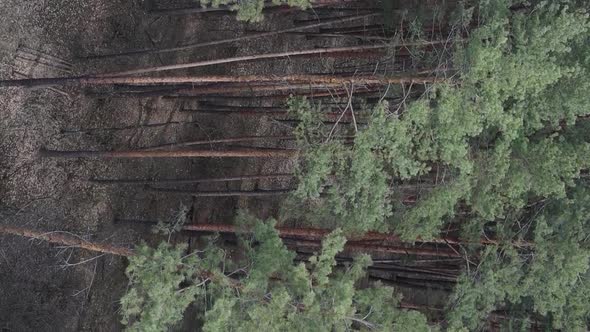 Vertical Video of Pine Forest Aerial View Slow Motion