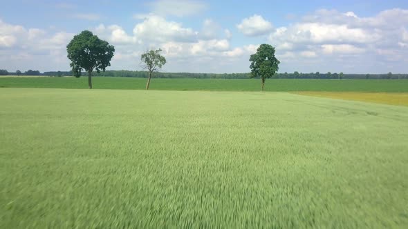 AERIAL Flight Over Young Wheat Field in Rural Landscape