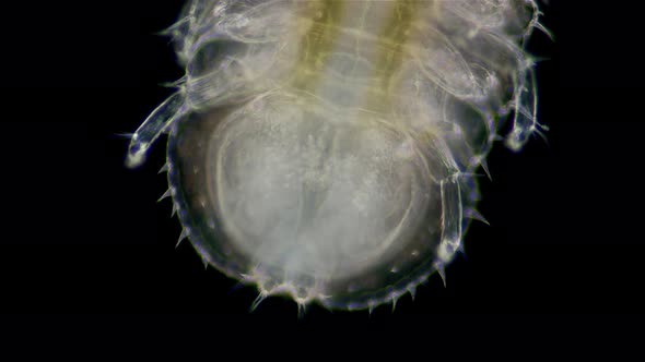 Crustacea Isopoda of Janiridae family under microscope, Malacostraca Class