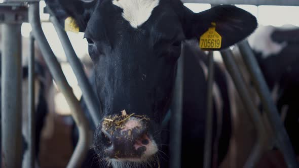 Closeup Cow Looking Camera Standing in Paddock Cattle Facility