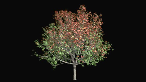 Tree Bradford Pear