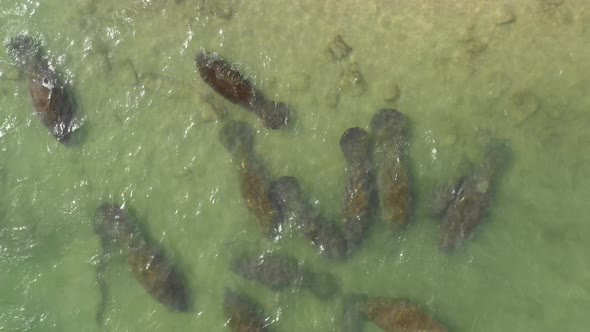 manatees in warm shallow water closeup overhead aerial