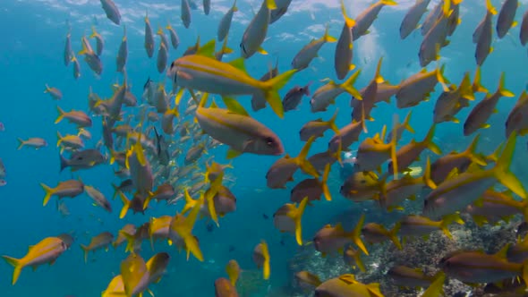 A scuba diver swimming through a school of yellow tropical fish