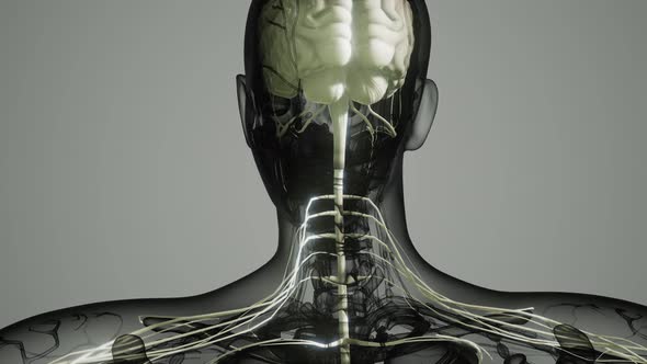 Brain and Nervous System of Human alt