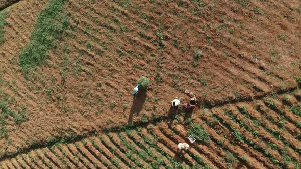 Aerial Clip of Farmers Farming on Cultivated Farm Field in the Morning