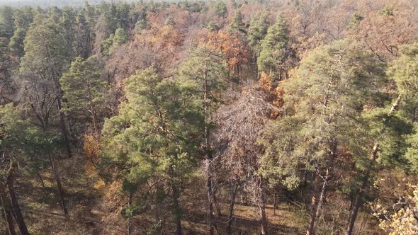 Trees in the Autumn Forest in the Afternoon