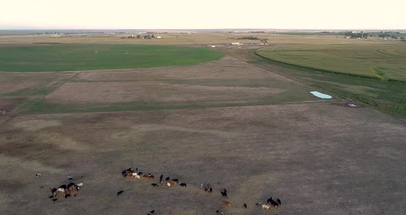 A field of corn next to a ranch with cattle.