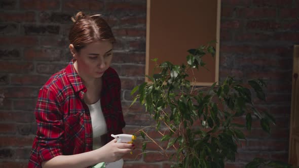 Lady in Red Checkered Shirt Sprays and Wipes Ficus Leaves