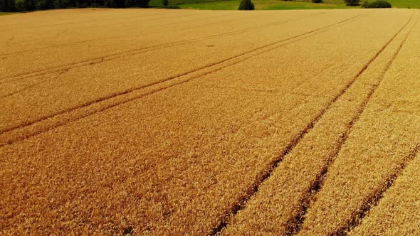 flying over golden ripe fields of barley