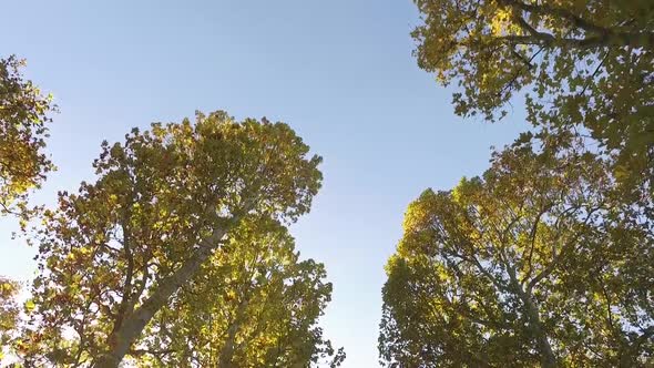 Trees in autumn