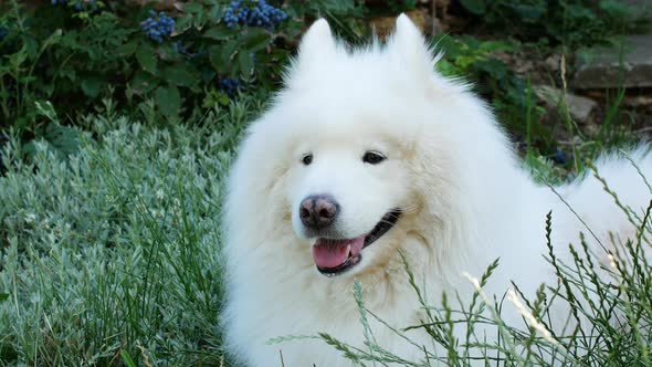 A beautiful white Samoyed dog lies on the green grass. Dog at sunset. Samoyed Laika close-up.