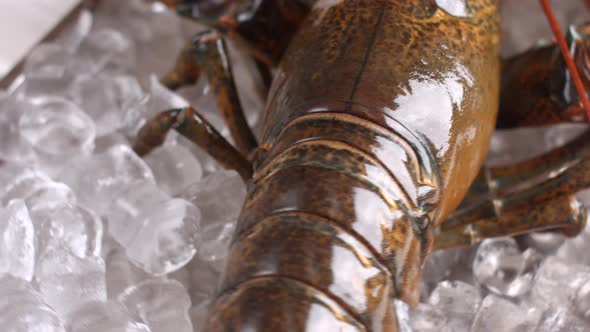 Raw Lobster Lies on Ice.