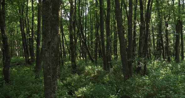 The forest closed to the Chambon lake, Murol, Puy de Dôme, Auvergne, France