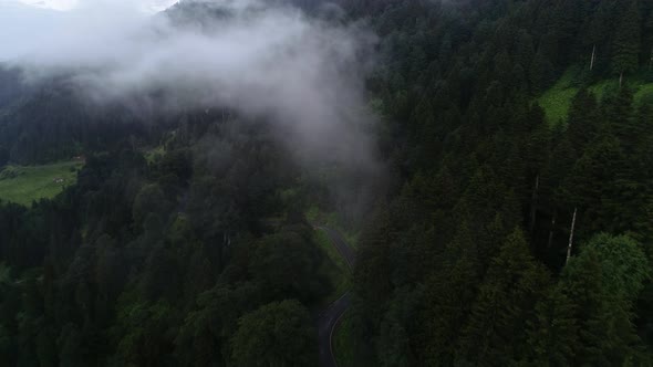 Foggy Forest