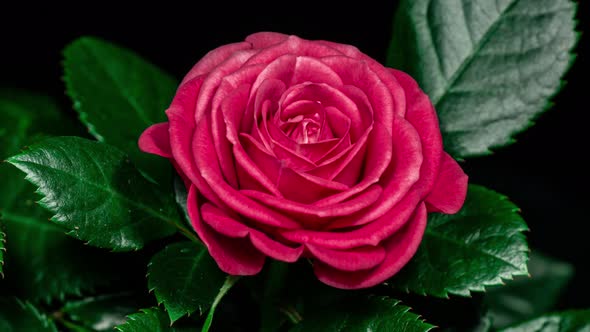 Red Rose Plant Blooming Flower in Time Lapse on a Black Background