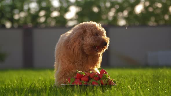 Puppy Eats Strawberry