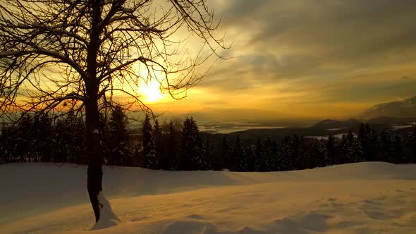 Lonely Tree in the Bold Colored Winter Sunset