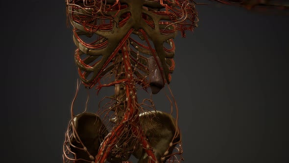 Human Body Blood Vessel Anatomy