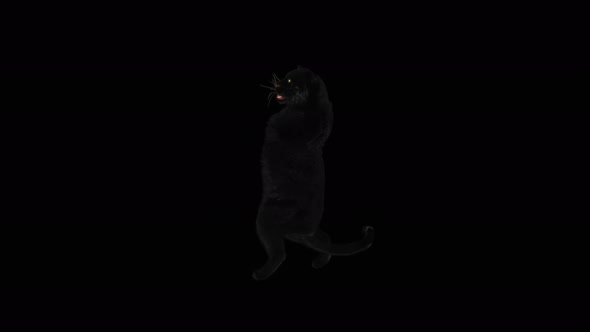 75 Panther Standing Magic Attack 4K