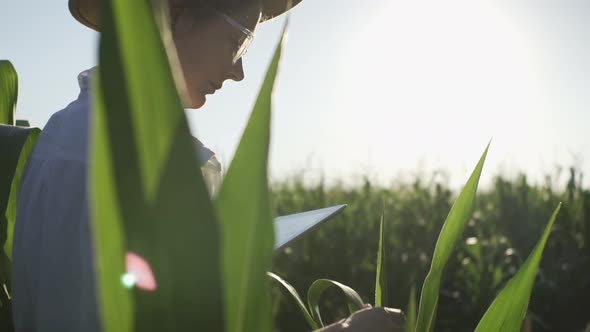 Spring Planting. Farmer Girl With Tablet Monitors The Harvest, Corn Field At Sunset. A Young Female