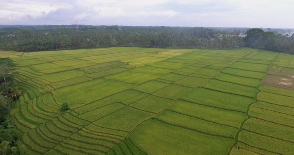 Bali Aerial Yellow Ricefield With Mountain Background