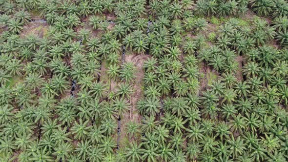 Aerial View of The Palm Oil Estates