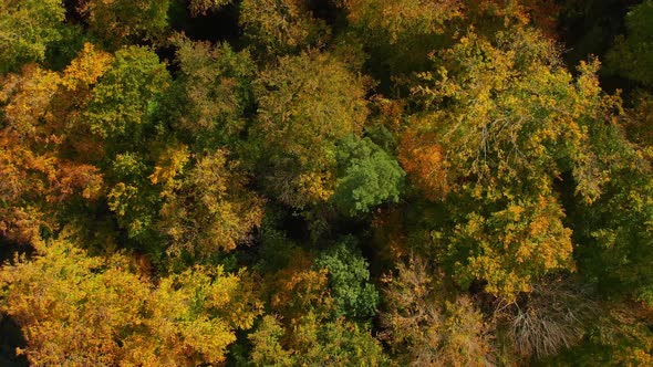 drone flight over beautiful autumn colored forest with rotating camera