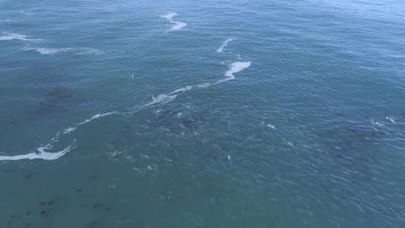 Drone flies over massive school of dolphins swimming and hunting together.