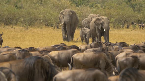 Elephants and gnus in Masai Mara