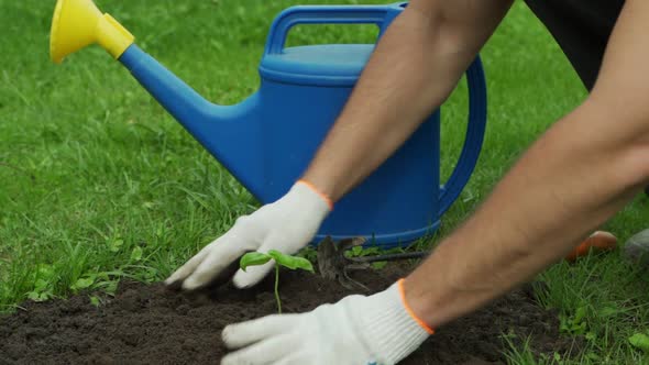 Man Plants a Sprout in the Plowed Soil and Waters It with a Watering Can