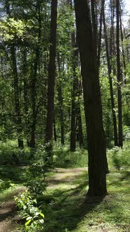 Vertical Video of a Forest with Trees