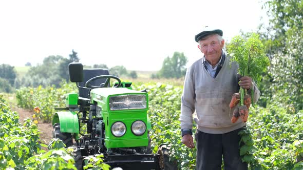 Senior Farmer Shows the Harvest in the Field in Summer