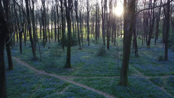 Bluebells woods drone high level