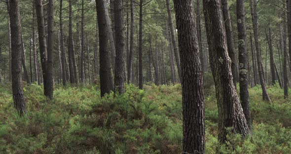 The Landes forest, Nouvelle Aquitaine, France. The Landes forest  is the largest man-made woodland i